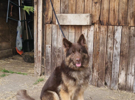 Liver German Shepherd stud
