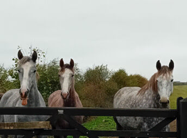 Pure breed Irish Draught