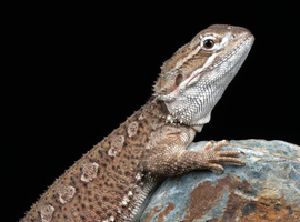 Wanted Rankins Dragon