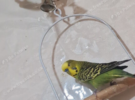 Budgies