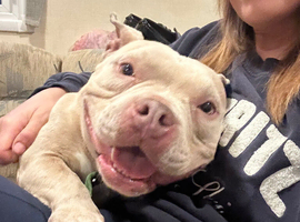 2 year old Pocket bully neutered male