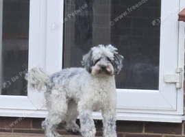 Beautiful merle female cockapoo
