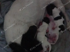 Beautiful jack russell terriers
