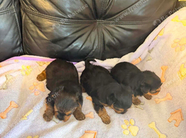 Miniature Yorkshire terrier / yorkie