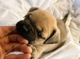 Boxer x french bulldog - only 3 left out litter of 6.