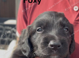 Stunning Collie X Cocker. DNA heath tested mum. Sprollies types