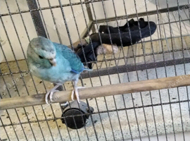 Turquoise Kakariki