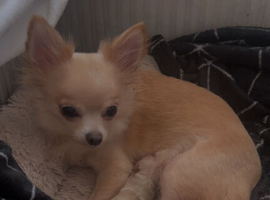 Teacup Chihuahua very small girl