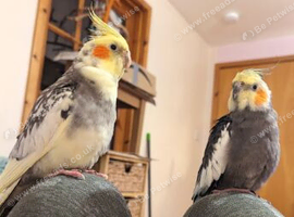 2 Male Cockatiels To Go To An Aviary