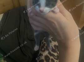 4 kittens