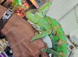 2 Adult Yemen Chameleons