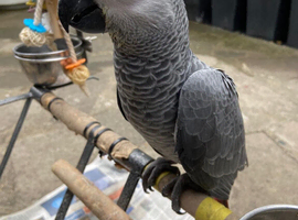 Baby African grey hand reared