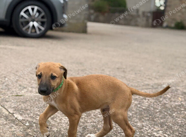 Outstanding Working-Bred Whippet Lurcher Puppies