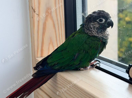Edinburgh, Gentle Blue-crowned Conure, seeking for a new home!