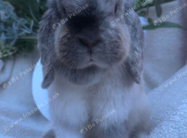 Mini lop doe