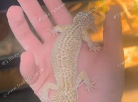 Leopard gecko