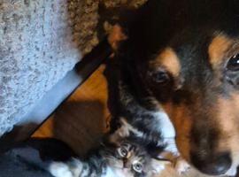 Maine coon kittens