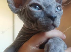 canadian sphynx