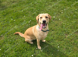 Beautiful labrador retriever