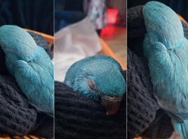 Gorgeous turquoise blue baby ringneck