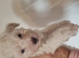 Maltipoo's 1 boy 1 girl left, rare coloured faces