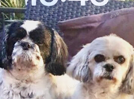 Female Shih Tzu wanted for rehoming