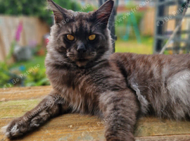 Tica registered black smoke mainecoon