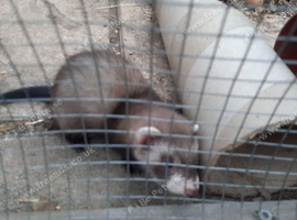 Baby ferrets