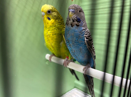 Black face & black wing budgies available