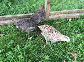 Coturnix quail x5
