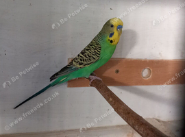 breeding age cock budgies