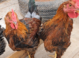 Pure breed Wellsummer cockerels