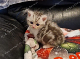 Male persian x cross kitten ready to leave