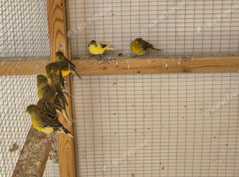 Young canaries available.
