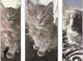 3 Maine coon Kittens
