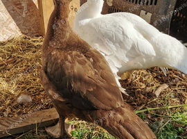 Young female pure breed full chocolate female / ducklings