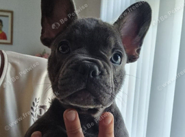 Puppies-French Bulldog