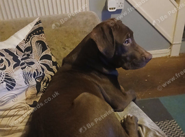 presa canario x malinois 5 months old