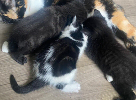 Cute kittens
