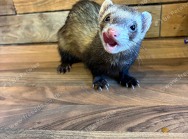 Polecat Jill