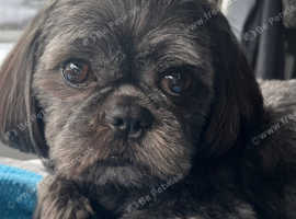 Shihtzu for stud