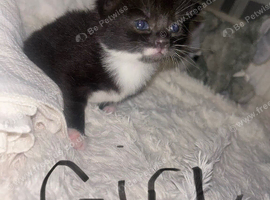 Blue cat