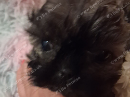Beautiful shih tzu puppy
