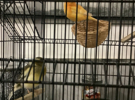 Pair canary&rsquo;s and cage
