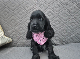 Gorgeous show cocker spaniel puppies