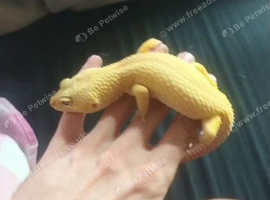 3 lepard geckos 1 male 2 females