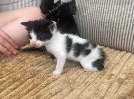 2 kittens remaining from litter of 6