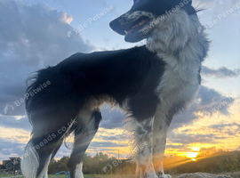 border collie