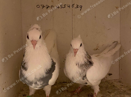 Iranian pigeons