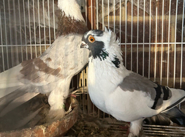 King Pigeons for Sale in Harlow